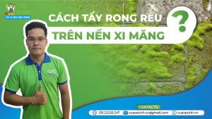cach tay rong reu tren nen xi mang